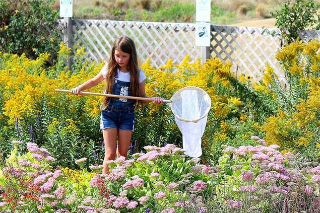 new cv butterfly girl main web