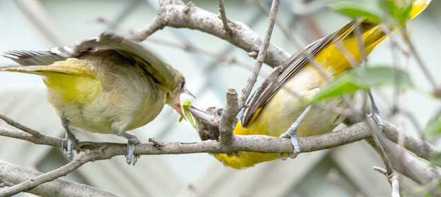 loc slt wetland explorer orioles