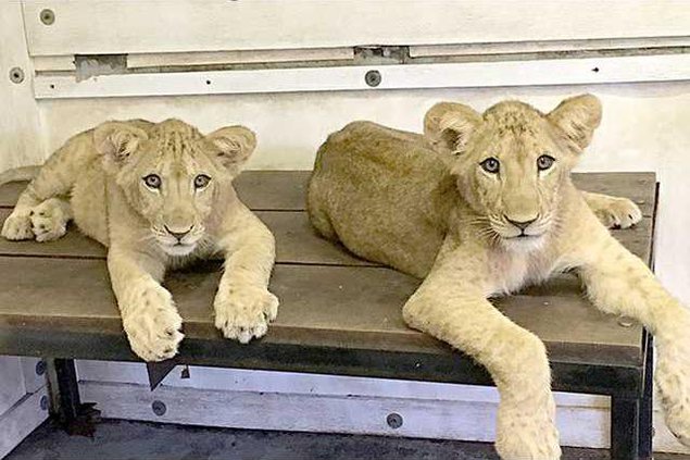 new deh new lion cubs at zoo pic web