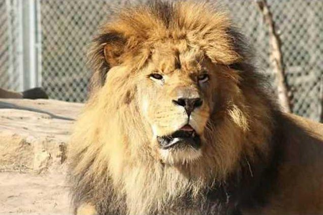 new deh zoo lion dies mumbasa pic web 
