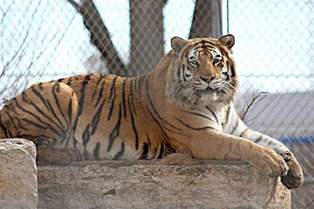 Great Bend Brit Spaugh Zoo loses longtime resident Sunny the tiger ...