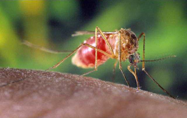 new deh mosquito pic