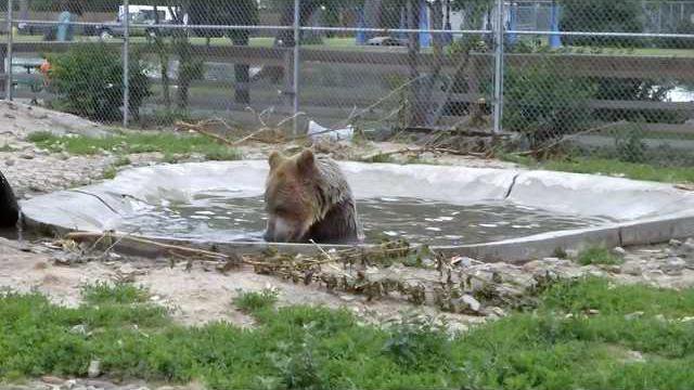 zoo-sh-bear-winnie-pool