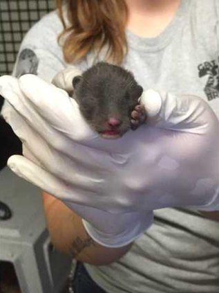 zoo courtesy fox-kit