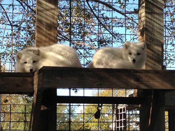 zoo slt arctic foxes