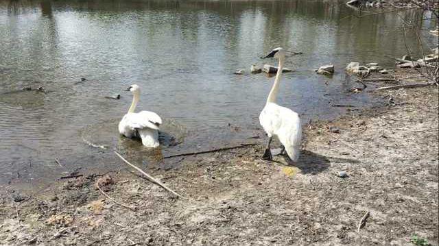 zoo slt courtesy-swans