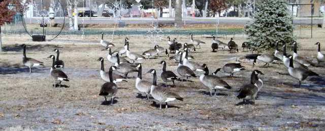 zoo slt ducks