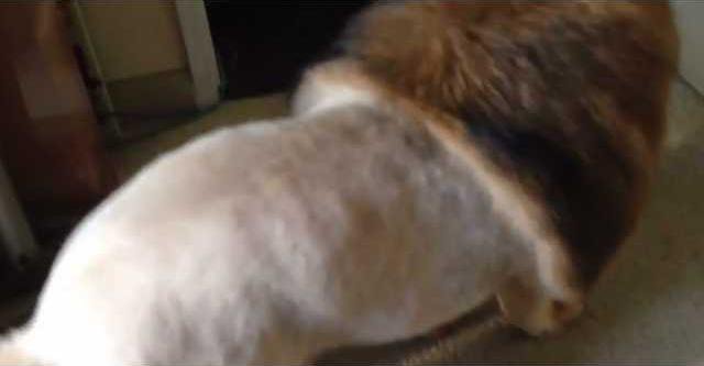 5a26a438c93862a4cd40950682836dd119ea0af451a589992f8f04f1473b0559