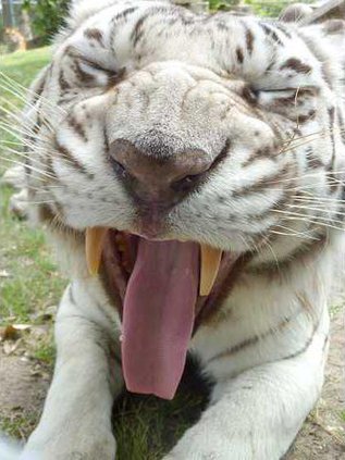 new deh white tiger pic 