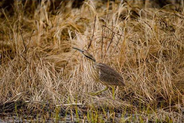 loc lgp marshmusingspic1