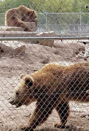 new deh more city city council bear pic