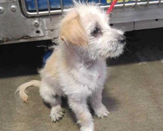 new vlc small-paws-pic-for-Chasing-Tails.gif