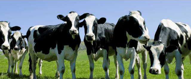 bovine.gif