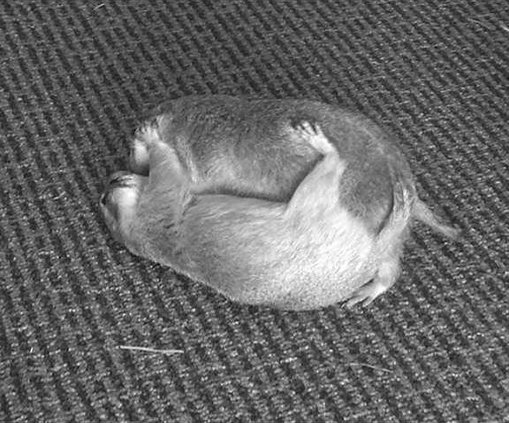 loc lgp wetlandsexplorerpic