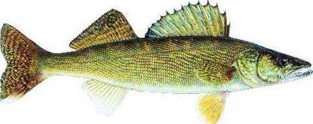 new vlc walleye