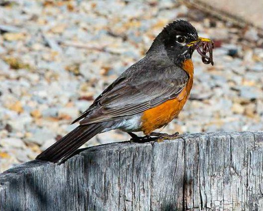 hoi kl bird with orange chest