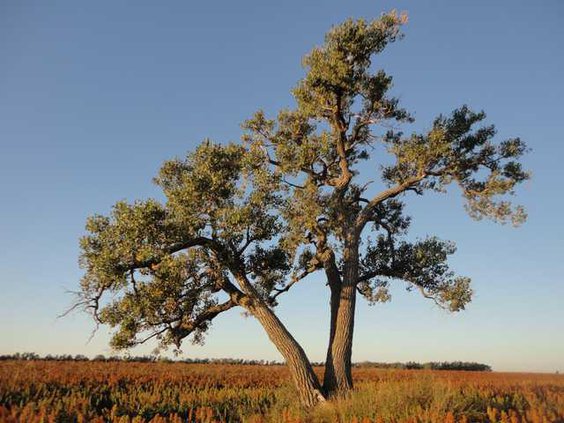 loc slt sayler cottonwood