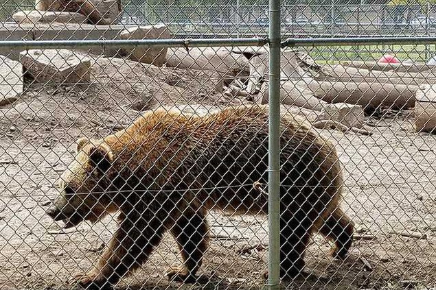 new Deh more city bears pic web