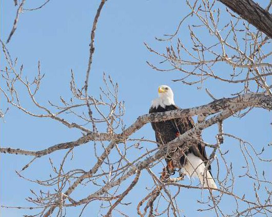 new deh bald eagle pic