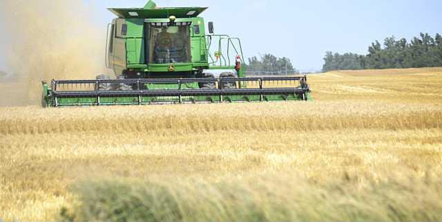 new deh wheat harvest update pic