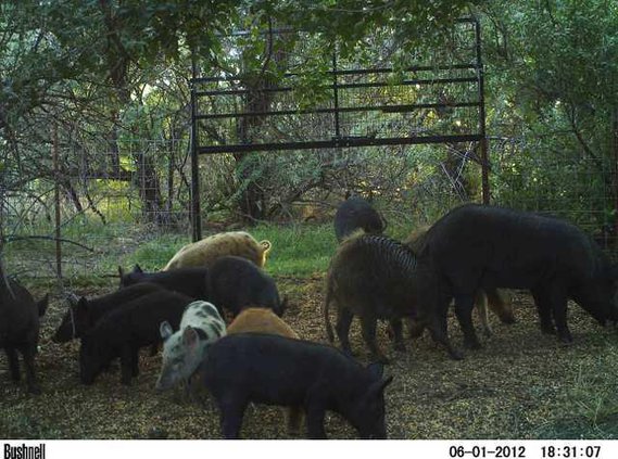 new kl feral pigs