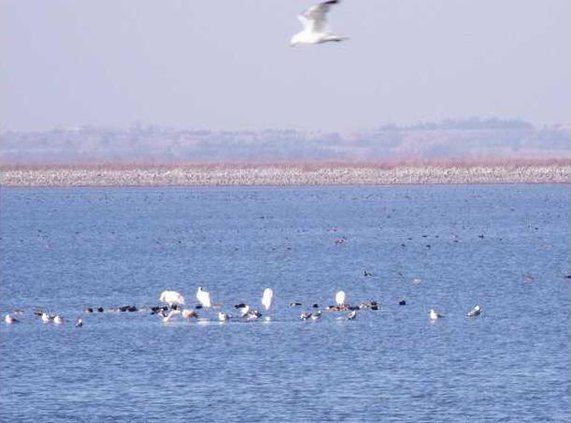 new kl whooping cranes