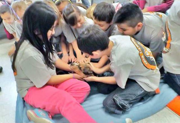 new slt humane society dogpile