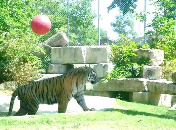 new slt older-animals-tiger