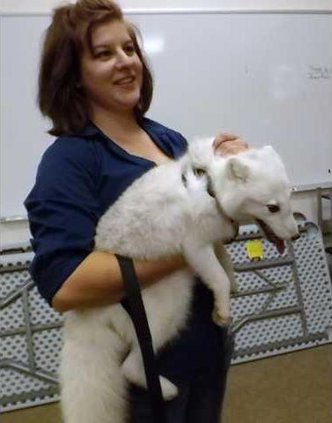 new slt zoo fox