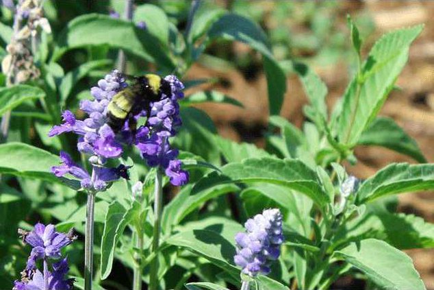 new vlc pollinator-bumble-bee.gif