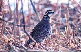 new vlc quail pic