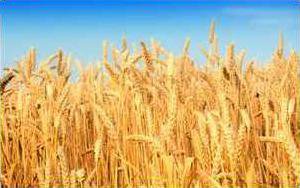 wheat crop.psd