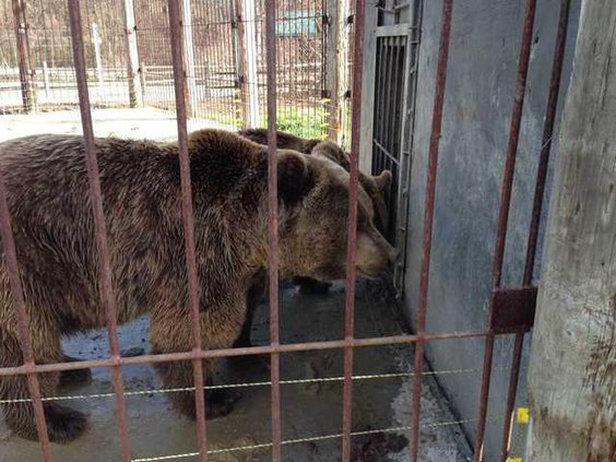 zoo Quinn adult bears
