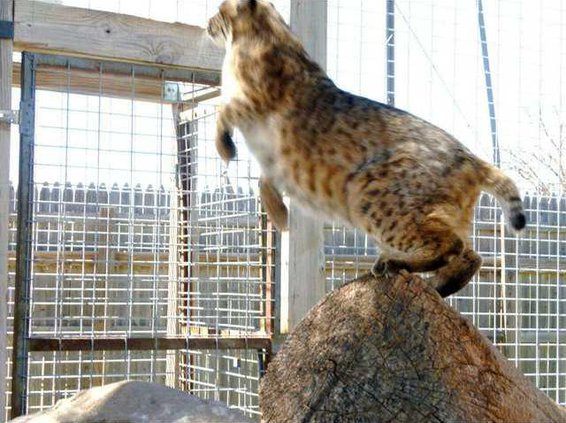 zoo slt bobcat
