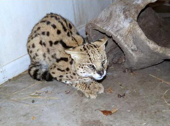 zoo slt serval-cat