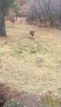 Video shows deer chasing bobcat through backyard - Great Bend Tribune