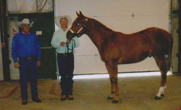 agri lgp aqhahorse