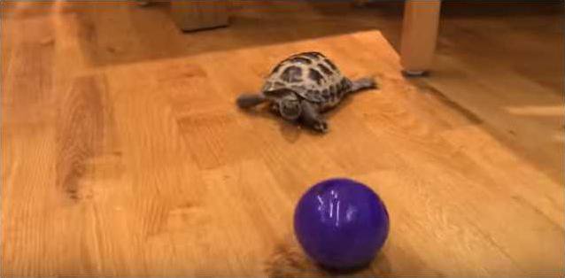bb8a4f27f26af23cdfb679b60f3ba3443ca294f2feaed58bfda2c9d348fb36d3.PNG