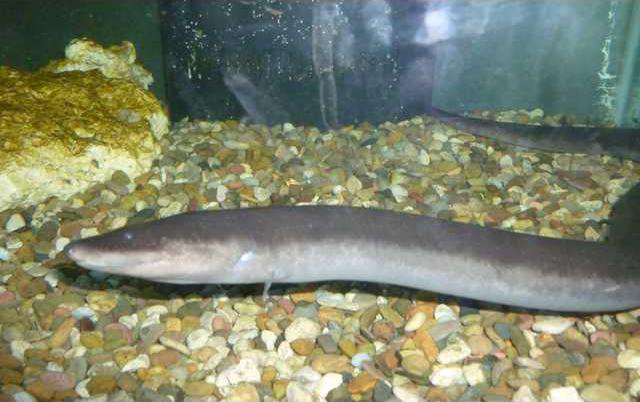 new slt zoo amphiuma-closeup