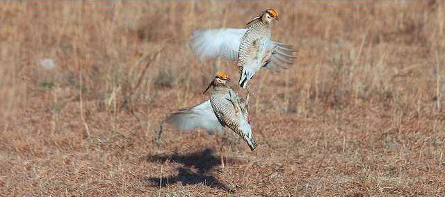 agri lgp lesserprairiechicksurveypic