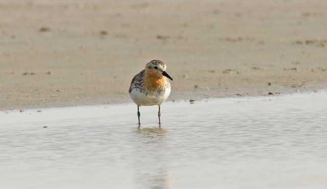 new deh red neck stint pic