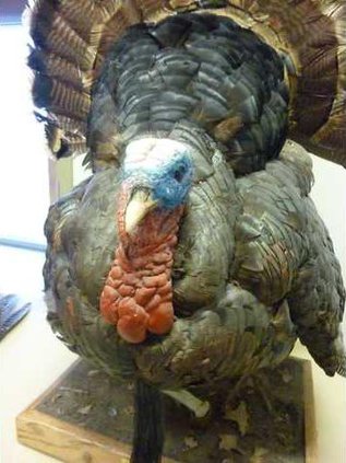 new slt turkey seconary