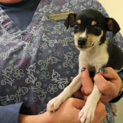 great bend animal shelter