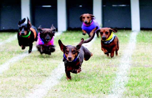 Wiener Dog races highlight Staffords Octoberfest - Great Bend Tribune