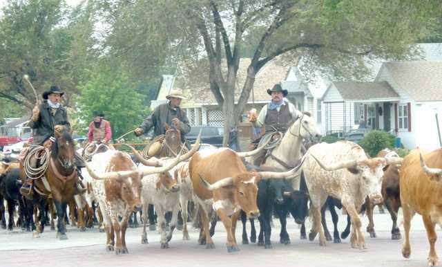 cattle drive 021