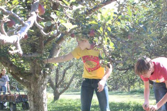 cla kl apple picking 1 