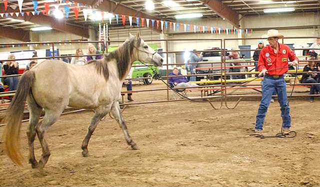 new deh farm show horse pic