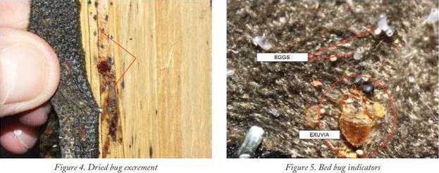 new kl bed bug photos