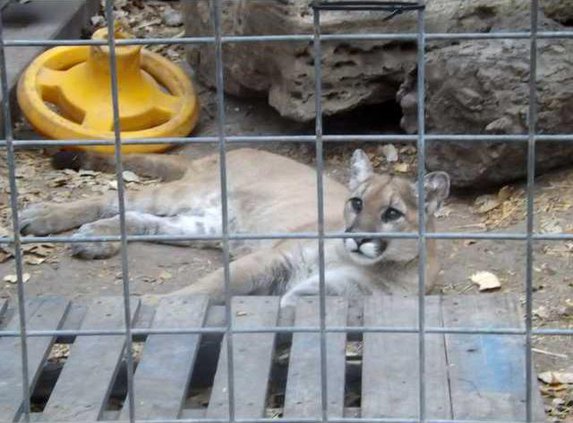 zoo slt cougar