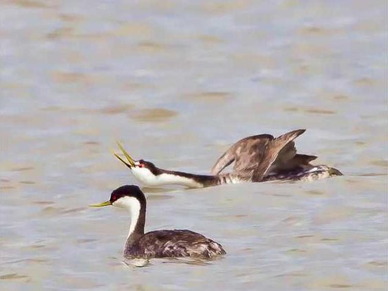 hoi kl grebes
